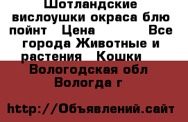 Шотландские вислоушки окраса блю пойнт › Цена ­ 4 000 - Все города Животные и растения » Кошки   . Вологодская обл.,Вологда г.